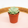 Mini succulents Mix Cactus Indoor Plant