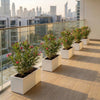 Modern Balcony Oleander Planter 70-30-30 – Elegant Pink Flowering Plant  | Dubai's Best Floral Display!