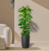 Money Plant Epipremnum Aureum Mosstok in Black Ceramic Pot