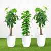 Money Tree Bundle Patchira in  Medium Ceramic Pot