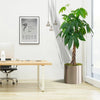 Money Tree Pachira Aquatica, "Twisted Trunk" 130 - 150cm شجرة المال | UAE's Popular Houseplant!