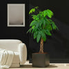 Money Tree Pachira Aquatica Twisted Trunk (130-150cm) in Grp Pot 40x40