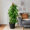 Monstera adansonii Swiss Cheese Plant (1.0-1.2m)