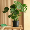 Monstera Deliciosa Cheese Plant (50-60cm)