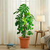 Monstera Deliciosa Holland "Hurricane - Swiss Cheese Plant" | Dubai's Top Houseplant!
