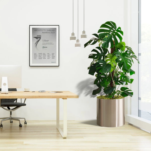monstera office plant Monstera Deliciosa Swiss Cheese Indoor Plant – Plant Shop AE