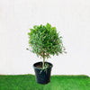 Orange Jasmine / Murraya Paniculata Exotica