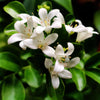 Orange or Thai Jasmine - Murraya Paniculata | UAE's Top Selling Plant!