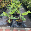 Musa Paradisiaca Banana Tree (80–90cm)