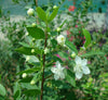 Myrtle - Myrtus Communis (40-60cm) | Dubai's Vibrant Blooms!