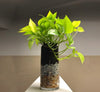 Neon Pothos indoor Stylish plant