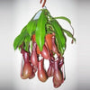 Nepenthes Monkey Jar plant