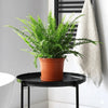 Nephrolepis Exaltata Lady Plant