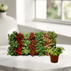 Nerve Fittonia Mosaic Plant