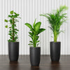 Premium New Indoor Plants Bundle