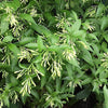 Raat Ki Rani - Cestrum Nocturnum | Dubai Garden Glory!