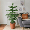 Norfolk Island Pine Indoor Plant