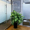 Dumb Cane Dieffenbachia Seguine Indoor Plant