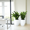Office Indoor ZZ Plant Bundle
