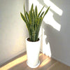 Office Snake Plant in Ceramic Pot (80-100cm)