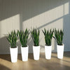 Office Snake Plant Set of 5 in Ceramic Pot (80-100cm)