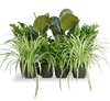 Office Indoor Plant Best Selling Set (30-40cm)