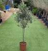 Olive Tree Olea Europaea (1.0–2.2m)