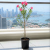 Nerium Oleander | Dubai's Best Floral Display!