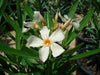 Rosebay Plant "Nerium Oleander" Mix Copa 30L