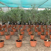 Olive Tree Shape Plant (1.8–2.0m | 18L Pot)