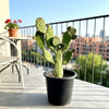Road Kill Cactus Console - Opuntia Consolea