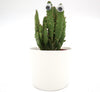 Indoor Barbary Fig mini cactus indoor Plant (5 - 8cm)
