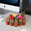 Ornamental Cactus Indoor Plant (5-8cm)