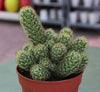 Ornamental Cactus Indoor Plant (7-15cm)