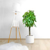 Pachira Aquatica Money Tree (120-150mm)