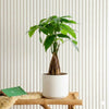 Pachira Aquatica twisted Money Plant (30cm)