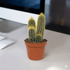 Pachy Cactus Cacti Champ Plant