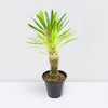 Madagascar Palm Pachypodium Lamerei Cactus
