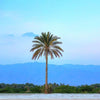 Date Palm Tree - Phoenix Dactylifera | UAE's Best Sellers!