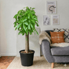 Patchira Thick Trunk Money Tree (1.2-1.5m)