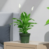 Peace Lily Spathiphyllum Air-Purifying Plant
