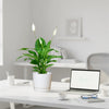 Peace Lily or Spathiphyllum or "زنبق السلام" | UAE's Best-Selling Houseplant!