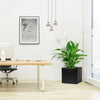 Peace Lily or Spathiphyllum or "زنبق السلام" 60-80cm in Grp Square Pot 30x30 | UAE's Lush Greens!