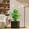 Peace Lily or Spathiphyllum in Grp Square Pot 40x40