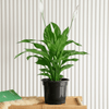 Peace Lily Spathiphyllum Houseplant