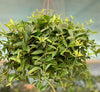 Peperomia angulata Or Green Leaf Peperomia | Dubai Good Greens!