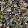 Peperomia Caperata Gardens Pick Plant
