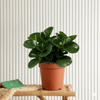 Peperomia Obtusifolia Air Purifying Plant (10-15cm)