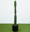 Peruvian Apple Cactus Plant (1.5-1.8m)