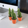 Peruvian Cactus Plant (5-10cm)